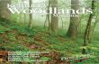 Volume 1 Issue 1 - Kentucky Woodlands Magazine...801 Schenkel Lane, Frankfort, KY 40601, E-mail: joyce.bender@ky.gov, Phone: (502) 573-2886 Bush honeysuckle (Lonicera maackii) was