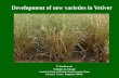 Development of new varieties in Vetiver WORKSHOP_ 2016/IND_5_CIMAP-New... · 2018-10-16 · Vetiver or Khus (Vetiveria zizanioides): Vetiver is a perennial grass. Roots are the source