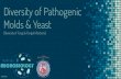 Diversity of Pathogenic Molds & Yeast...Molds & Yeast (Diversity of Fungi & Fungal Infections) VERSION 1. Objectives To provide students with an overview of the common medically important