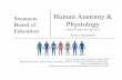Human Anatomy & Physiology - Edl · 2019-11-25 · An Overview of Anatomy and Physiology Levels of Structural Organization Maintaining Life ... The Endocrine System The Endocrine