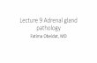 Lecture 9 Adrenal gland pathology · 3.Massive adrenal hemorrhage May destroy enough of the adrenal cortex to cause acute adrenocortical insufficiency. - This condition may occur
