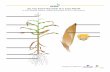 Do You Know the Parts of a Corn Plant? In the blanks below ......Corn Plant Structures and Functions Tassel: the male part of the corn plant that contains the pollen. The tassel is