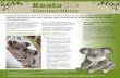 Koala Connections aims to provide a secure future for ... Koala Connections aims to provide a secure future for koalas on the NSW far north coast by increasing the area, quality and
