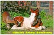 Hillside Animal Sanctuary · Hillside Animal Sanctuary, that your ideals may continue to live work. Thank you for caring A Legacy for Life Open Days Visitors welcome at Hillside Shire