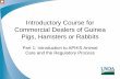 Introductory Course for Commercial Dealers of Guinea Pigs, … · 2016-03-28 · Introductory Course for Commercial Dealers of Guinea Pigs, Hamsters or Rabbits Part 1: Introduction