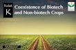 Coexistence of Biotech and Non-biotech Crops · under real-life large-scale farming conditions. Overlap- ... balanced, biologically based system of farming. The government also plays
