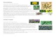 Dandelionredbeetrow.com/wp-content/uploads/2020/01/Wild-Handout.pdf · Dandelion Latin name: Taraxacum officinale Dandelions are a rich source of vitamins, minerals and antioxidants.