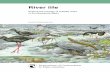 explore the ecology of braided rivers in the Mackenzie Basin · 2018-05-25 · Grasshoppers, lizards, wëtä and insects also depend on the braided river habitat characteristics.