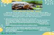It's World Turtle Day! World...do you like best? It's World Turtle Day! Thank you for caring about turtles! We wish we could share about these wonderful creatures in person, but here