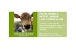 DEVELOPING A MODEL ANIMAL LAW CURRICULUM...2014 workshop activity results Animal ethics, morality and jurisprudence (18) Legal status of animals (19) Overview of Australian animal