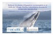 Ballenas Jorobadas (Megaptera novaeanglia) en el Golfo de … Jorobadas... · 2019-02-05 · Ballenas Jorobadas (Megaptera novaeanglia) en el Golfo de Tribugá, Pacífico Colombiano,