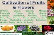 Cultivation of Fruits & Flowers (Citrus, Grape, Banana, Mango, … · 2017-04-26 · fruits of temperate regions, many tropical species have been much neglected in international markets.
