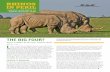 Rhinos in PeRil · 2020-04-27 · Uganda, Botswana, Zambia, and Mozambique—the rhino is one of Africa’s most charismatic animals and a member of Africa’s illustrious “Big
