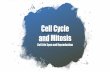 Cell Cycle and Mitosis - mrmsmith.weebly.com...Cell Cycle of a Somatic Cell •1. G 1–Growth; Cell matures and spends most of its life. •2. S-Phase–DNA Replication occurs •3.