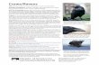 AKA - Nixalite · 2016-01-25 · Crows/Ravens AKA: American Crow, Fish Crow, Northwestern Crows. Common Raven. Scientific Classification:Animalia, Chordata, Aves, Passeriformes, Corvidae,
