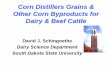 Feeding Corn Distillers Grains to Dairy Cattle · zThis presentation will review the results of recent research at SDSU and elsewhere with feeding distillers grains, both wet and