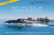 WHALES & WILDNESS of Cortez-BET 2017 Gr… · variety of whale species—humpback, sperm, fin, Bryde’s, and blue whales— come here, as well as huge schools of manta rays. Sail