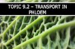 TOPIC 9.2 TRANSPORT IN PHLOEMsciencestephenson.com/.../uploads/2018/07/9.2-Transport-in-phloem… · Phloem IB BIO –9.2 Xylem & Phloem Images 6 To the left is a scanning electron