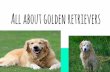 All about golden retrievers · FACTS ABOUT GOLDEN RETRIEVERS If you want you know more about Golden Retrievers here are some facts about them. They are often used as service dogs,they