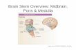 Brain Stem Overview: Midbrain, Pons & Medulla · Pons & Medulla. Cranial Nerves Table 9-1: The Cranial Nerves •Cervical • Thoracic • Lumbar •Sacral Spinal Cord Regions Figure