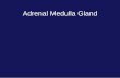 Adrenal Medulla Gland - Histopathology Service · •Adrenal medulla: neuroendocrine organ –Secretion: sympathetic nervous system –Hormones: nonsteroidal •Epinephrine and Norepinephrine