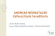 ANEMIAS NEONATALES Esferocitosis hereditaria · 2. Anemia hipoplásica 3. Supresión médula ósea 4. Anemia nutricional. Pruebas de primer nivel a pedir en Neonatología ... Número