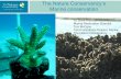 Dr. Boze Hancock Marine Restoration Scientist Tom McCann ...aapa.files.cms-plus.com/PDFs/Boze H_TNC_Marine...Oyster Reefs – 85% loss (Beck et al. 2011) Rivers – 97% of the worlds