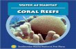 Coral Reefs - COSEE Florida · the ocean depends on coral reefs for survival. A coral reef habitat serves as a nursery for all kinds of young creatures that may move out to the open