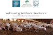 Addressing Antibiotic Resistance Addressing Antibiotic Resistance: Local Leadership Opportunities. Antibiotic