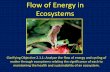 Flow of Energy in Ecosystems - Ms. Kube's Webpage · Flow of Energy in Ecosystems Clarifying Objective 2.1.1: Analyze the flow of energy and cycling of matter through ecosystems relating