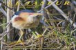 Société de loisir ornithologique de l’Estrie Le Jaseur, automne 2017sloe.net/wp-content/uploads/Jaseur_EnLigne_automne_28... · 2017-09-19 · Société de loisir ornithologique