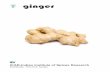 ginger - ICAR-Indian Institute of Spices Research Pamphlets... · Ginger is propagated by portions of rhizomes known as seed rhizomes. Carefully preserved seed rhizomes are cut into