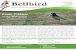 Exotic Ethiopia - Bellbird Tours€¦ · Bellbird Tours Pty Ltd PO Box 2008, BERRI SA 5343 AUSTRALIA Ph. 1800-BIRDING ... Transfer to Ghion hotel, 15 minutes from airport, set in