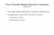 The Female Reproductive Systemweb.gccaz.edu/~phipd16661/Chap28_Female_Repro.pdf•Female Reproductive System Anatomy •Oogenesis and the Sexual Cycle –Ovarian Cycle –Menstrual