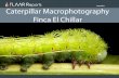 EQUIPMENT EVALUATIONS Finca El ... - Digital photography · Digital Photography Caterpillar Macrophotography EQUIPMENT EVALUATIONS Linking, Downloading and Sharing policy If you’re
