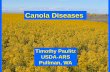 Canola Diseases - Washington State University · Disease Situation with Canola • In general, not many major diseases problems. • Why? Crop is not extensively grown in area. •