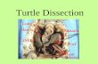 Turtle Dissection - O'Mara's Science Siteomarascience.weebly.com/.../turtledissectionnotes.pdfADVANTAGES over thin, moist Amphibian skin 1. WATER TIGHT - Keeps them from drying out