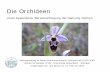 Orchideen - uni-hohenheim.de · Bestäubung Die Bestäubung der Orchideen erfolgt meist durch Insekten (selten Vögel, Fledermäuse oder Frösche). Gründe für die Bestäuber, um
