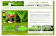 Invasive Species Alert Giant Hogweed - comoxvalleyrd.ca · Provincial Report-a-Weed: Invasive Species Alert Giant Hogweed Habitat and biology • erennial plant from the piaceae carrot