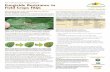 Fungicide Resistance in Field Crops FAQs...Field Crops FAQs Can the fungi that cause common field crop diseases develop fungicide resistance? Yes. In fact, researchers in several North