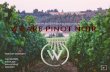 WE ARE PINOT NOIR. - Willamette Valley Wineswillamettewines.com/wp-content/...Valley-Press-Kit.pdf · Interest from Australia came from Brian Croser of the famed Petaluma Winery.