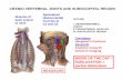 CRANIO-VERTEBRAL JOINTS AND SUBOCCIPITAL REGION Lecture Powerpoint 2019.pdf · CRANIO-VERTEBRAL JOINTS AND SUBOCCIPITAL REGION OUTLINE I. CRANIOVERTEBRAL JOINTS II. PREVERTEBRAL MUSCLES