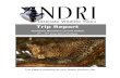 Trip Report Indri Tanzania Safari 2013 - Mammal Watchingmammalwatching.com/Afrotropical/other reports/INDRI... · 2013-10-03 · Title: Microsoft Word - Trip Report Indri Tanzania