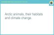 Arctic animals, their habitats and climate change. · Arctic animals, their habitats and climate change. Wicked Weather Watch: talking to young people about climate change • Polar