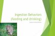 Ingestion Behaviors (feeding and drinking)€¦ · General Principles u Remember we have four types of biological types among domestic animals: uRuminants (cattle, sheep, goats, llamas)