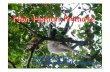 Non Human Primate - Kasetsart Universitypirun.ku.ac.th/~fvetsob/NantawanDoc/Non Human Primate.pdfPrimate Taxonomy Order Primate Suborder Infraorder Superfamily Strepsirhini Lemuriformes