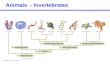 Animals - Invertebrateswebsites.rcc.edu/thaler/files/2016/11/Chapter23.pdf · Echinodermata -- seastars & relatives . water vascular system, exclusively marine . bilateral symmetry