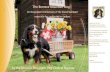 The Bernese Mountain Dog...individual dog in relation to the FCI breed standard. If the judge finds fault in the dog’s movement scheme, it is desirable that a possible underlying