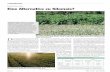 Eine Alternative zu Silomais?...er Anbauumfang der Durchwachsenen Sil-phie (Silphium perfoliatum) in der Praxis wird deutschlandweit inzwischen auf rund 850 ha geschätzt, hinzukommen