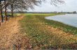 Landschap 35(1)...Landschap 2018/1 15Foto aat Barendregt. Overstroming van de IJssel iets ten noorden van Ruïne De Nijenbeek (Voorst). Landbouw en natuur stellen specifieke eisen